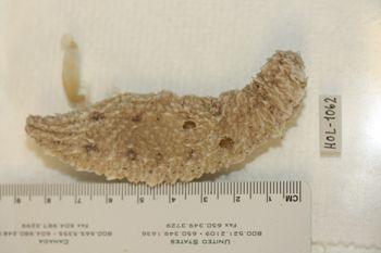 Media type: image;   Invertebrate Zoology HOL-1062 Description: Preserved specimen.;